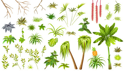 Set exotic plants jungle. Leafs palm and liana. Isolated vector illustration on white background.