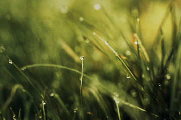 Wiese im frischen Tau