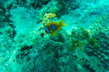 Underwater scene with coral reef and fish photographed in shallow water, Red Sea, Egypt