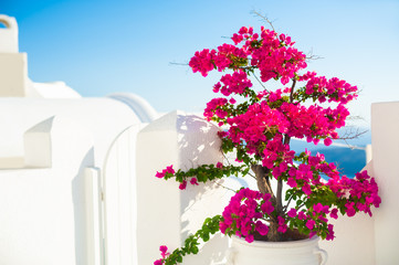 Bougainvillea tree with pink flowers and white architecture on Santorini island, Greece