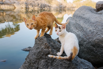 Two kittens scout around the terrain at a lake, Greece