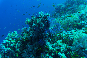 Naklejka na ściany i meble Common Bigeye and other tropical fish on coral reef in the Red Sea