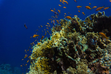 Fototapeta na wymiar Tropical small red Fish on Coral Reef in the Red Sea