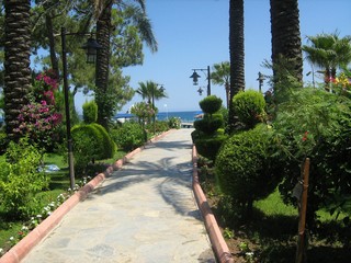 Fototapeta premium Path to the sea with palm trees, bushes, flowers. 