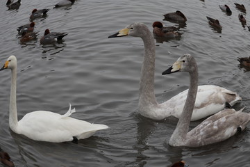 日本の湖にいる白鳥の子供達