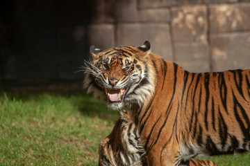 grandes felinos, tigre de Sumatra