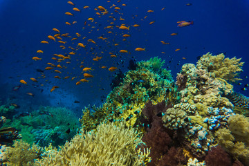 Fototapeta na wymiar Common Bigeye and other tropical fish on coral reef in the Red Sea
