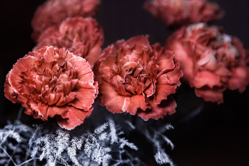 Vintage brown carnations on black background. Brown Molly carnations.
