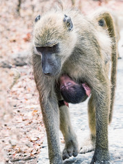 Portrait of a Vervet monkey. Vervet monkey mother with a baby in Victoria Falls, Zimbabwe. Monkey in the park at the Victoria Falls, Zimbabwe