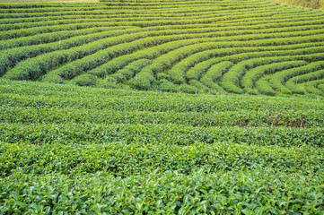 Green tea plantation with golden light in the afternoon