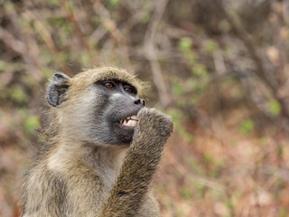Portrait of a Vervet monkey. Vervet Monkey in the park at the Victoria Falls, Zimbabwe
