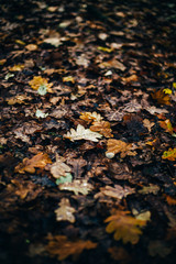 Bunte Laubblätter auf dem Boden im Herbst