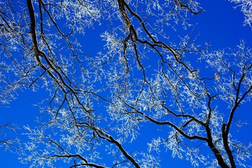.Winter trees and blue sky in sunny, frosty weather