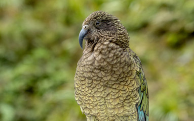 Kea Bird, New Zealand