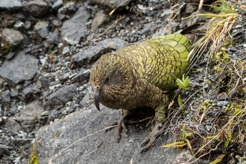 Kea Bird, New Zealand