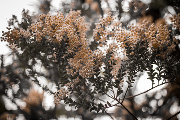 Busch mit gelben Blüten