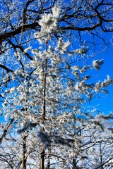 .Winter trees and blue sky in sunny, frosty weather