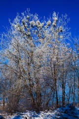 .Winter trees and blue sky in sunny, frosty weather