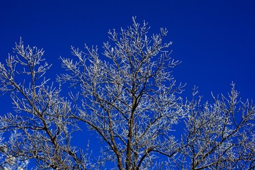 .Winter trees and blue sky in sunny, frosty weather