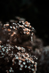 Zarte Blüten vor dunklem Grund