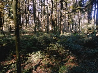 forest