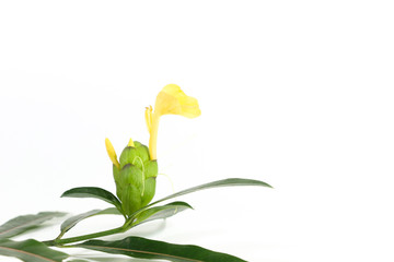 Hop Headed Barleria Close up