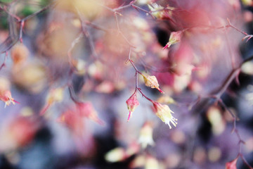 Vollflächiges Bild von zarten Blüten