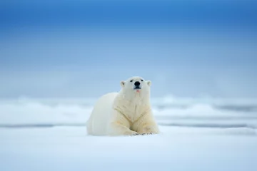 Fototapeten Polar bear on drift ice edge with snow and water in sea. White animal in the nature habitat, north Europe, Svalbard, Norway. Wildlife scene from nature. Dangerous bear walking on the ice. © ondrejprosicky