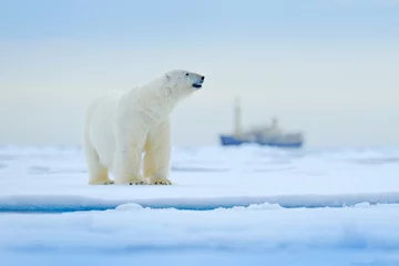 Poster Beer en boot. Ijsbeer op drijvend ijs met sneeuw, wazig cruiseschip op de achtergrond, Svalbard, Noorwegen. Wildlife scène in de natuur. Koude winter met vaartuig. Arctische wilde dieren in sneeuw en schip. © ondrejprosicky