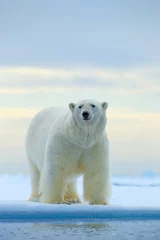 Fototapeten Eisbär auf Treibeiskante mit Schnee und Wasser im norwegischen Meer. Weißes Tier im Naturlebensraum, Europa. Wildlife-Szene aus der Natur. Gefährlicher Bär, der auf dem Eis geht, schöner Abendhimmel. © ondrejprosicky