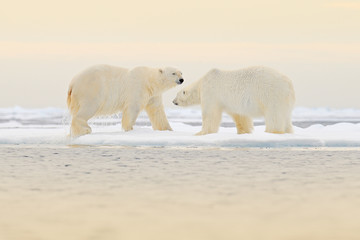 Two Polar bears relaxed on drifting ice with snow, white animals in the nature habitat, Svalbard, Norway. Two animals playing in snow, Arctic wildlife. Funny image from nature. © ondrejprosicky
