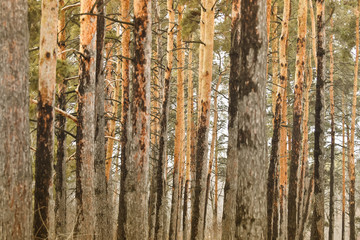 Obraz premium Trees in a pine forest