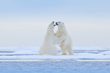 Polar bear dancing on the ice. Two Polar bears love on drifting ice with snow, white animals in the...