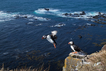 Beautiful Atlantic puffin in summer, Iceland