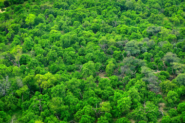 Aerial landscape in Okavango delta, Botswana. Lakes and rivers, view from airplane. Green vegetation in South Africa. Trees with water in rainy season.