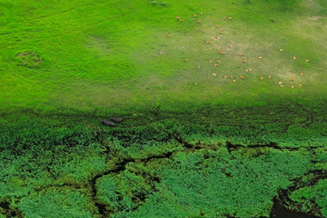 Aerial landscape in Okavango delta, Botswana. Lakes and rivers, view from airplane. Green vegetation in South Africa. Trees with water in rainy season.