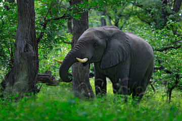 Fototapeta premium Big elephant walking in the grass with blue sky. Huge mammal in nature habitat, green vegetation, with tress in the background, Botswana, Africa.