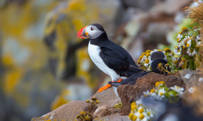 Beautiful Atlantic puffin in summer, Iceland