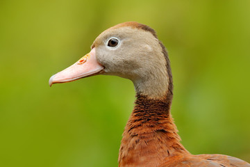 Black-bellied Whistling-Duck, Dendrocygna autumnalis, brown bird in the water march, animal in the nature habitat, Costa Rica. Duck sitting on the branch.