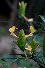 Hop Headed Barleria at garden