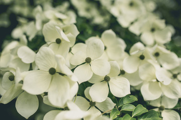 Blühender Baum, Blumenhartriegel