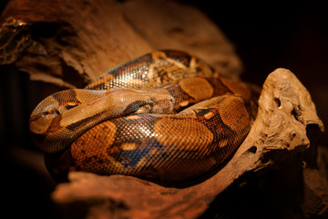 Snake on the tree trunk. Boa constrictor snake in the wild nature, Belize. Wildlife scene from...