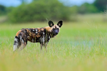 African wild dog, walking in the green grass, Okacango deta, Botswana, Africa. Dangerous spotted animal with big ears. Hunting painted dog on African safari. Wildlife scene from nature.