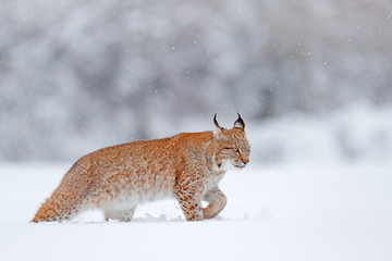 Eurasian Lynx walking, wild cat in the forest with snow. Wildlife scene from winter nature. Cute big cat in habitat, cold condition. Snowy forest with beautiful animal wild lynx, Germany.
