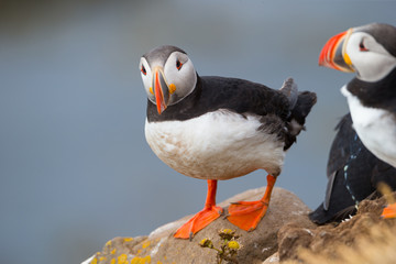 Beautiful Atlantic puffin in summer, Iceland