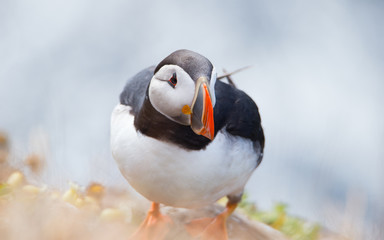 Beautiful Atlantic puffin in summer, Iceland