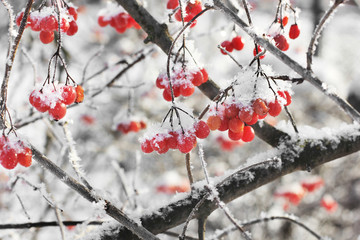 Viburnum In The Snow. Beautiful winter