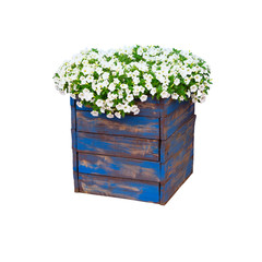 Pot with bush of blooming plant for landscape design. Bush with many small white flowers in blue wooden flower pot. Isolated on white background.