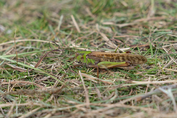 Migratory locust - Locusta migratoria - is on a ground, JAPAN.