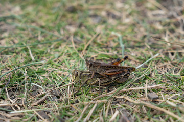 locust - Shirakiacris shirakii - have a copulation in Japan.